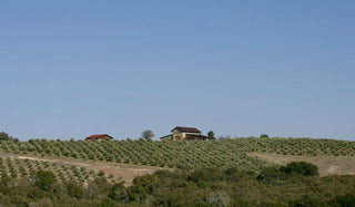 Kiler Ridge Olive Oil